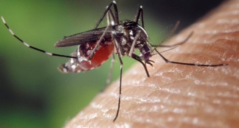 Confronting the Buzz: Understanding the Mosquito Menace in America's Most Infested City